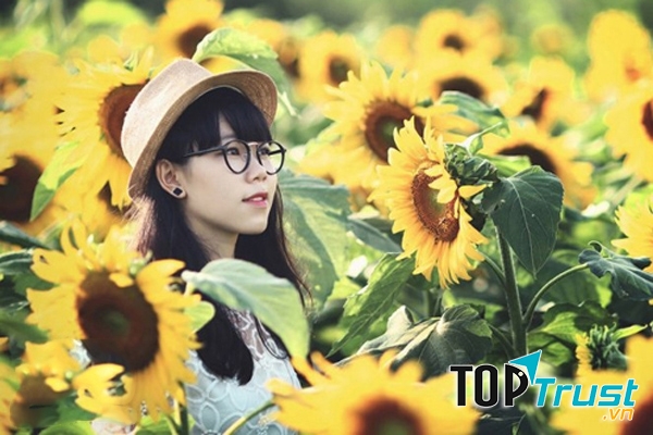 Mùa hoa hướng dương bung tỏa