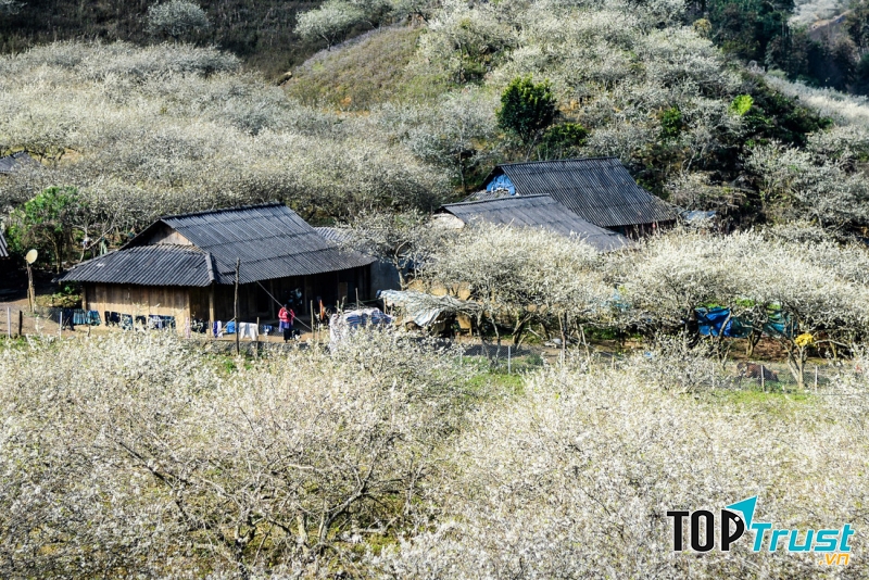 Hoa mận Mộc Châu