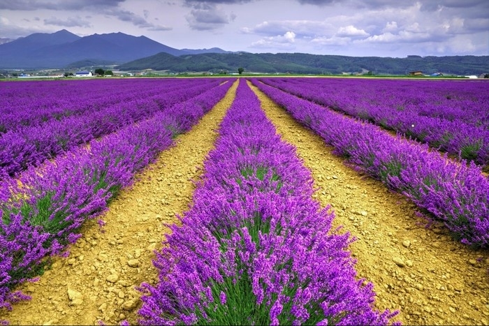 Cánh đồng Lavender ở Đà Lạt