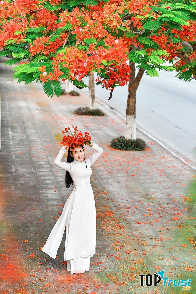 Hoa phượng