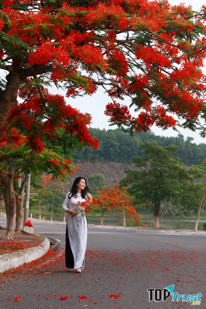 Hoa phượng