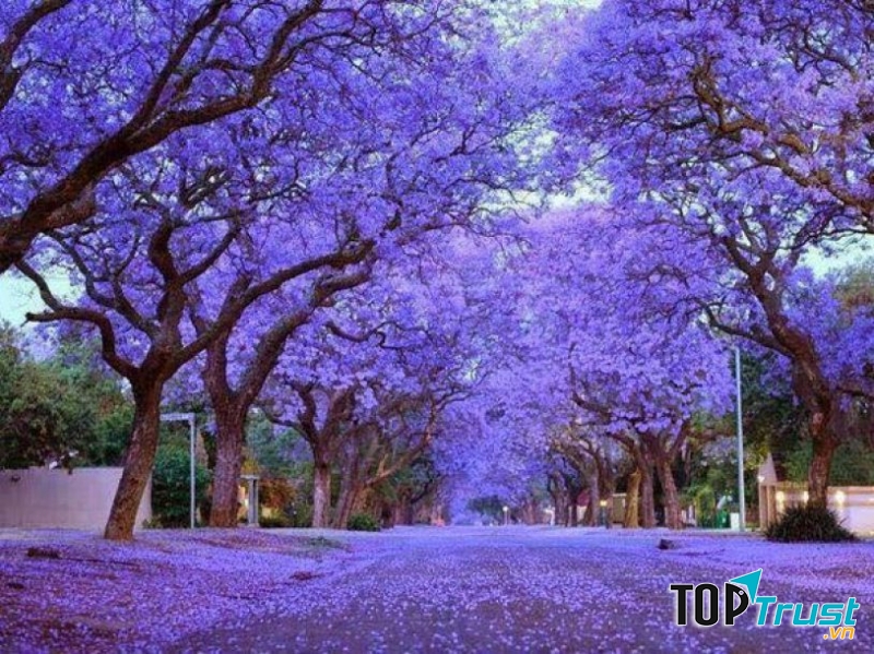 Mùa Hoa Phượng Tím