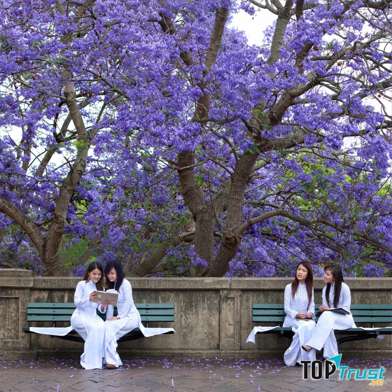 Mùa Hoa Phượng Tím