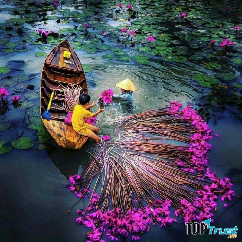 Mùa hoa súng