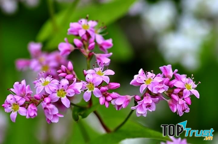 Mùa hoa tam giác mạch