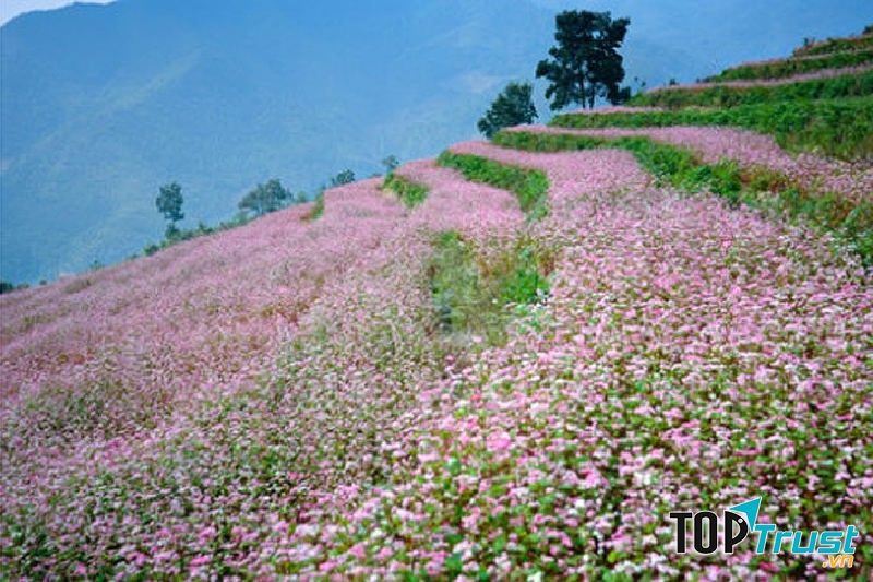 Mùa hoa tam giác mạch