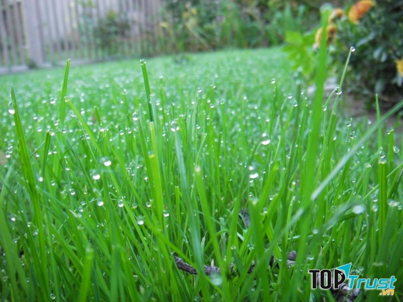 Những ruộng mạ xanh rờn, những hàng lúa đều tăm tắp cứ dần lấp kín thửa ruộng.