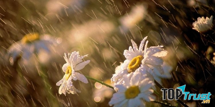 Mưa rơi lất phất, nghiêng nghiêng như muốn làm chênh vênh cả không gian ướt nhòe.