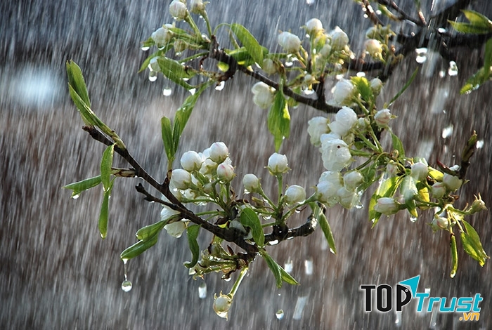 Có lẽ mưa xuân chính là món quà đặc biệt nhất của bầu trời đem lại cho con người.