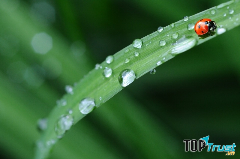 Mưa xuân rơi nhẹ nhẹ như chính cái tính cách của nó.
