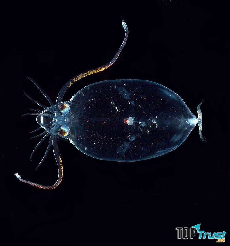 Mực Granchiid được tìm thấy vào năm 2004