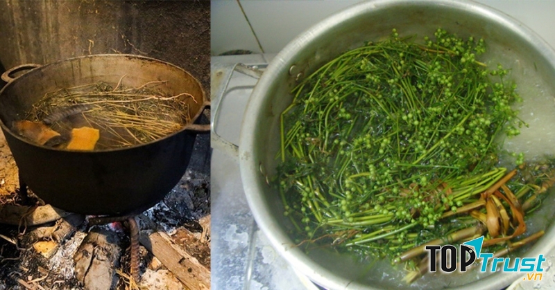 Hương cây mùi già.