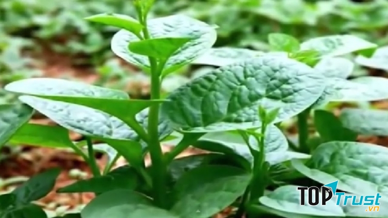 Mùng tơi là loại rau tốt cho người tiểu đường bởi rau mùng tơi giúp thải chất béo nên rất tốt cho người có mỡ và đường máu cao.