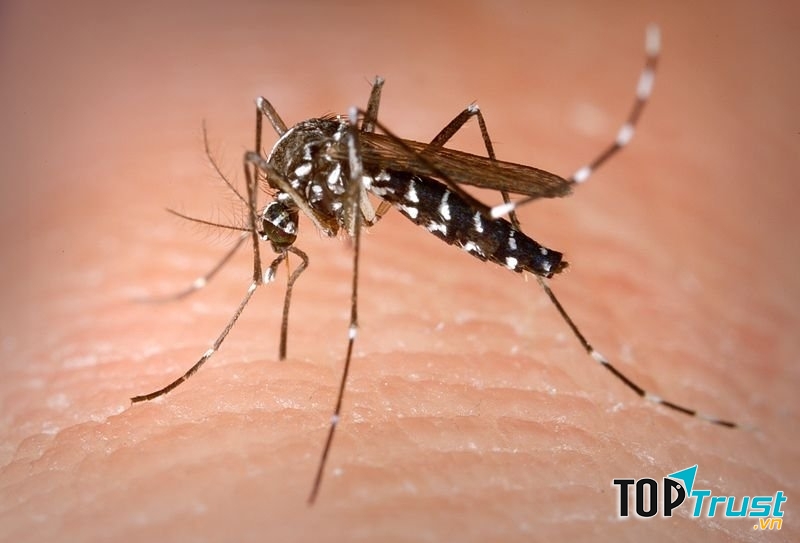 Muỗi là loài vật trung gian truyền rất nhiều bệnh nguy hiểm cho con người.