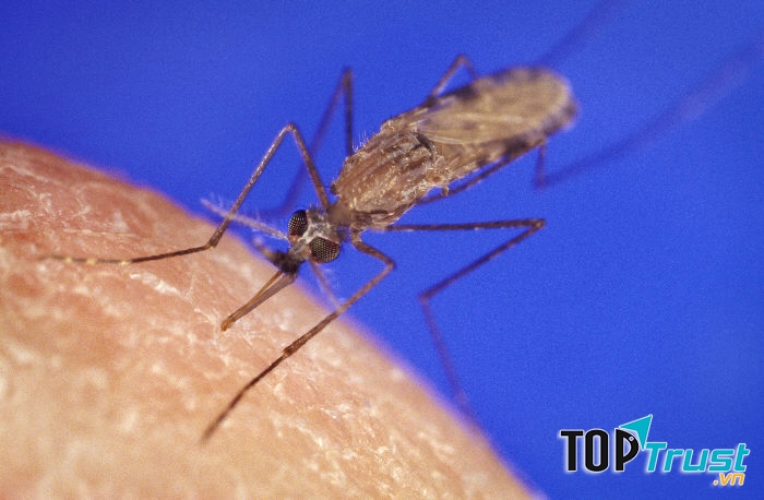 Muỗi Anopheles gây nên bệnh sốt rét