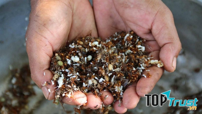 Muối kiến vàng !!