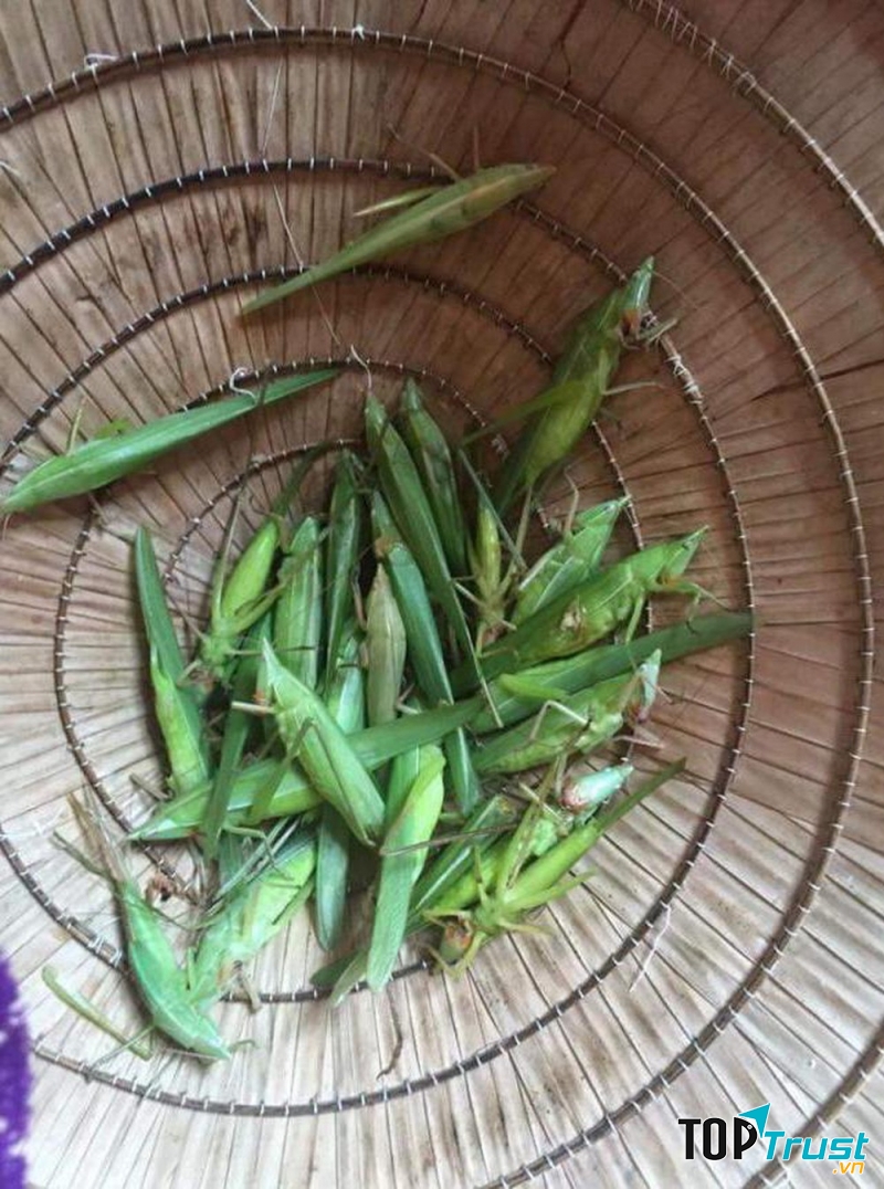 Muồm muỗm sống