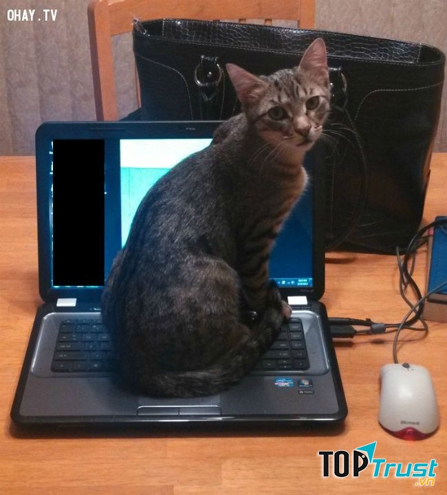 Muốn bạn chơi khi bạn phải làm việc