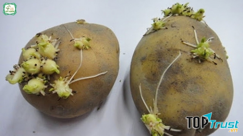 Khoai tây mọc mầm rất độc