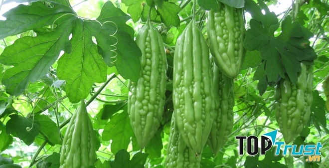 các chuyên gia dinh dưỡng khuyên bạn nên tăng cường ăn mướp đắng vào mùa hè để cải thiện sức khỏe và phòng chống say nắng cho cơ thể hiệu quả.