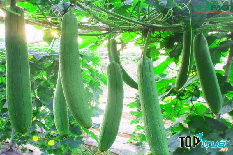 Mướp giúp lợi sữa