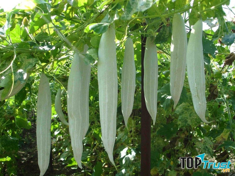 Mướp tây