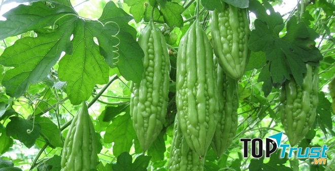 Mướp đắng chống say nắng.