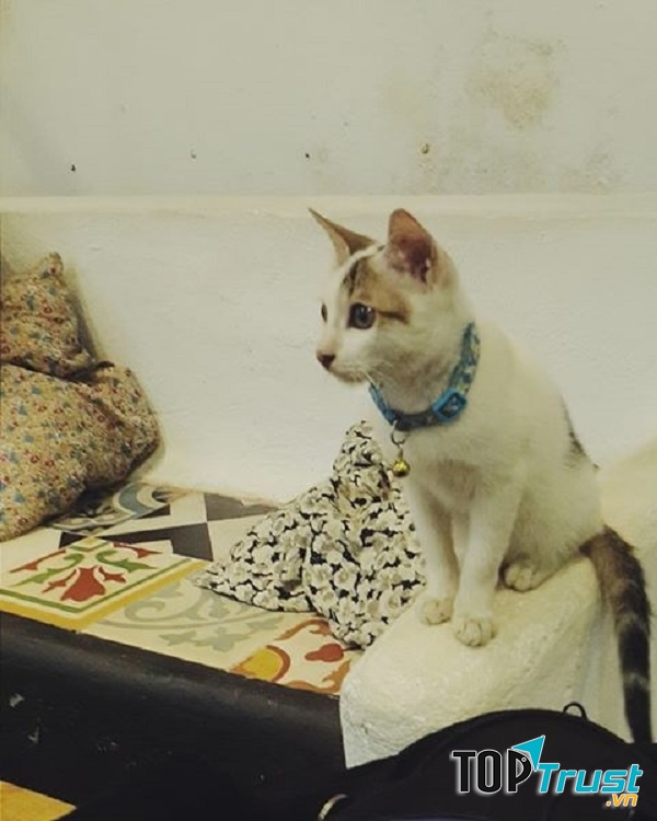 Em mèo xinh xắn tại quán