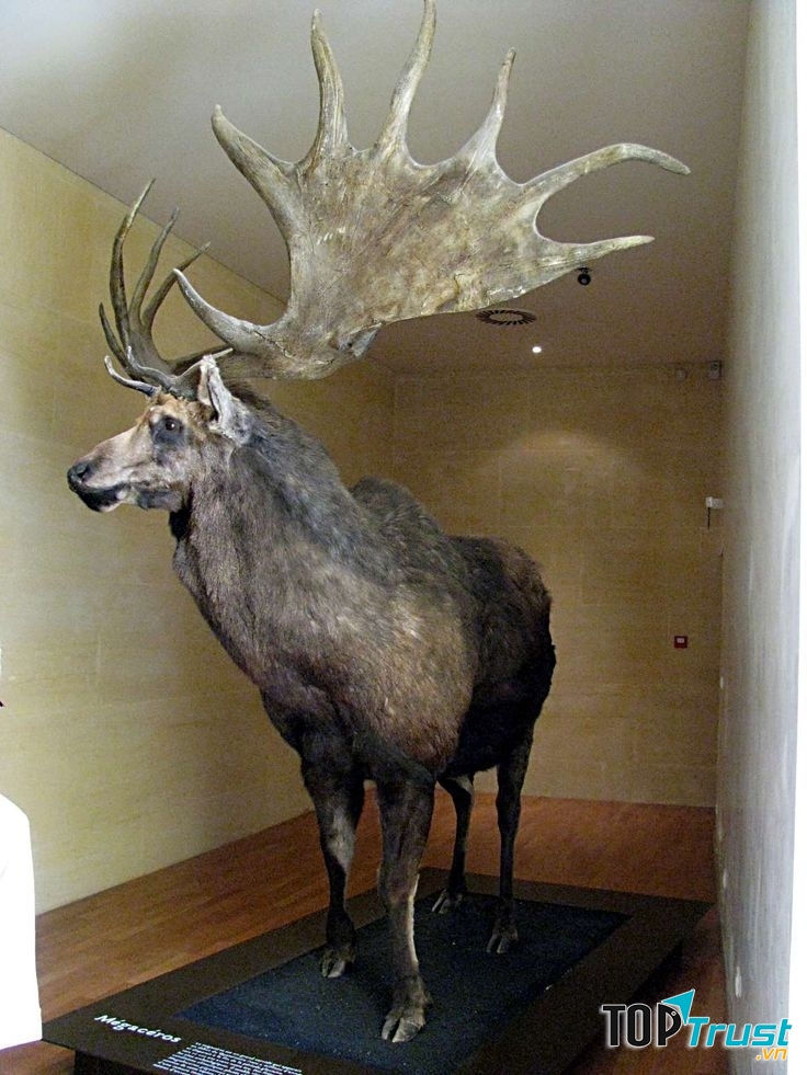 Nai sừng tấm Ai-len