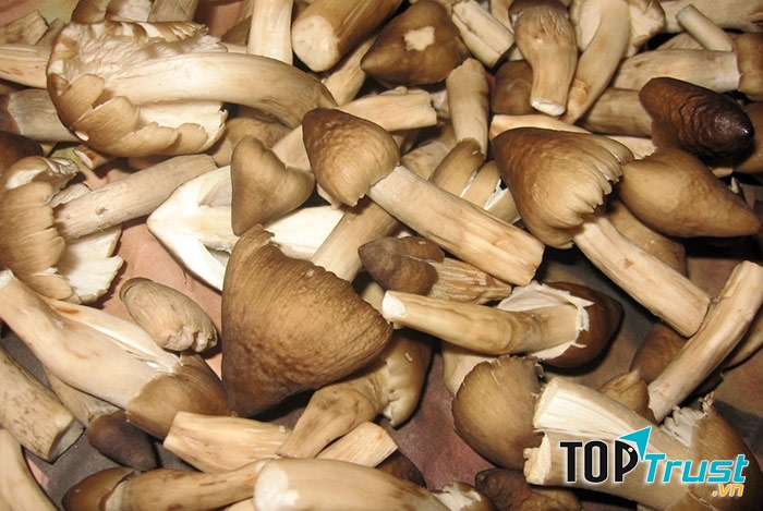 Các loại nấm có chất chống ung thư tốt