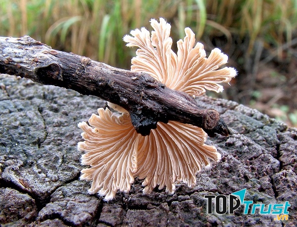 Nấm chân chim Bắc Hà