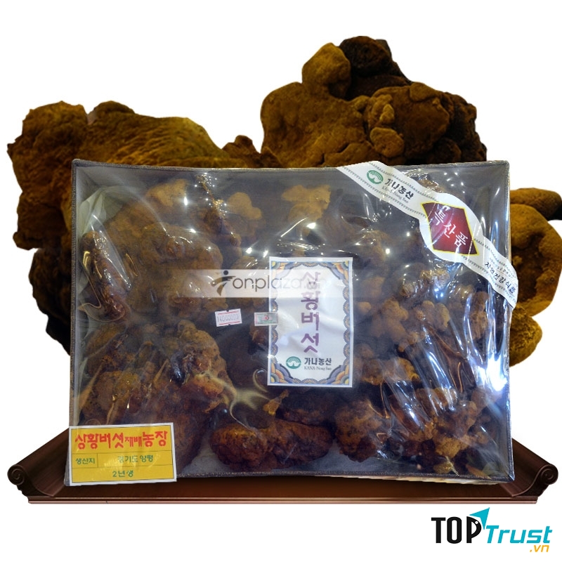 Nấm cổ linh chi núi Hàn Quốc