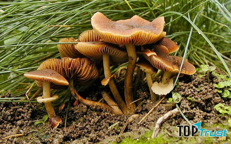 Nấm Conocybe Filaris
