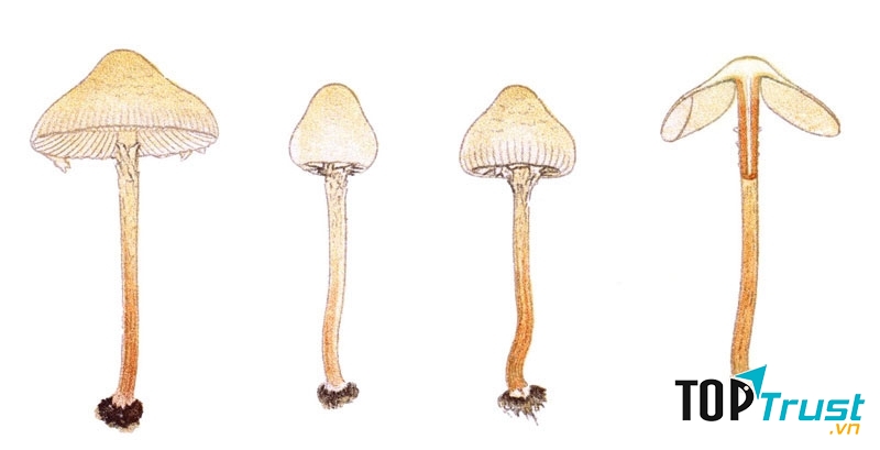 Nấm Deadly Dapperling