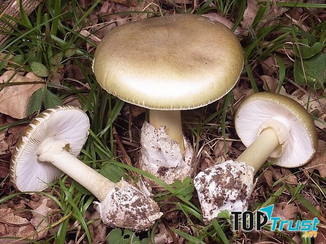 Nấm cực độc đen nhạt rất nguy hiểm đến tính mạng