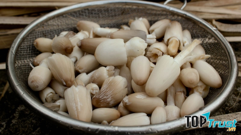 Chỉ ăn loại nấm mà bạn biết chắc chắn là ăn được