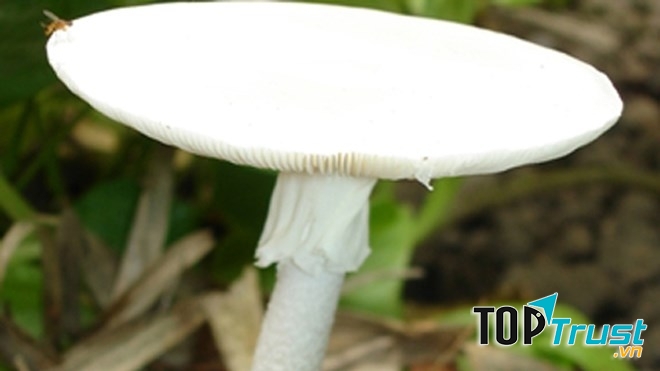 Nấm độc tán trắng (Amanita verna) gây ra tình trạng suy gan, suy thận nặng thậm chí là tử vong
