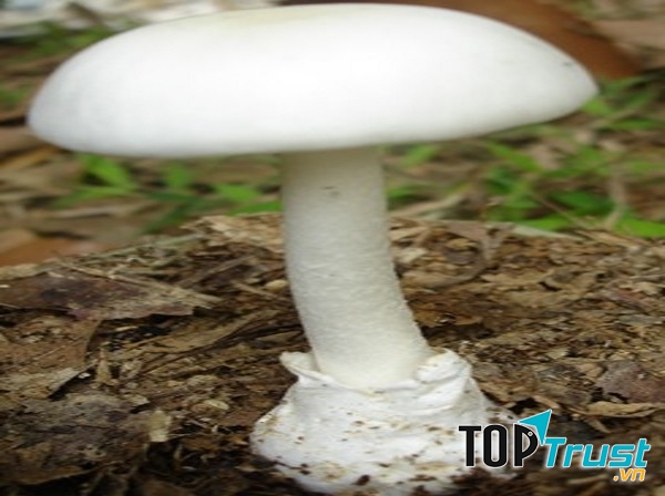 Nấm độc trắng hình nón (Amanita virosa)