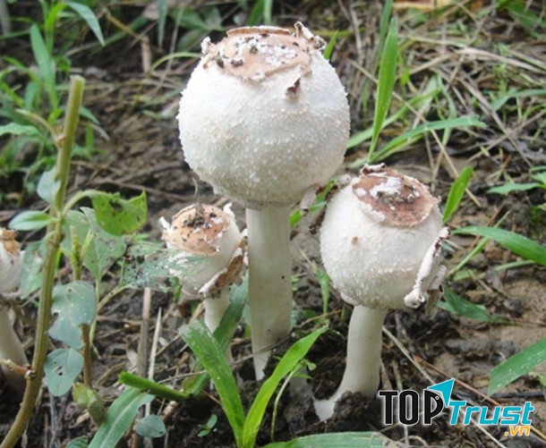 Nấm độc trắng hình trứng gây suy tim, rối loạn tiêu hóa