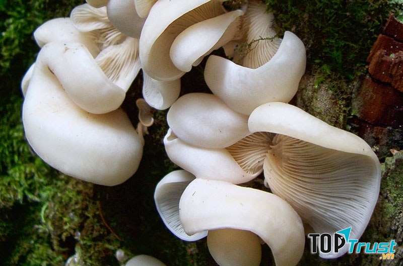 Nấm đôi cánh thiên thần