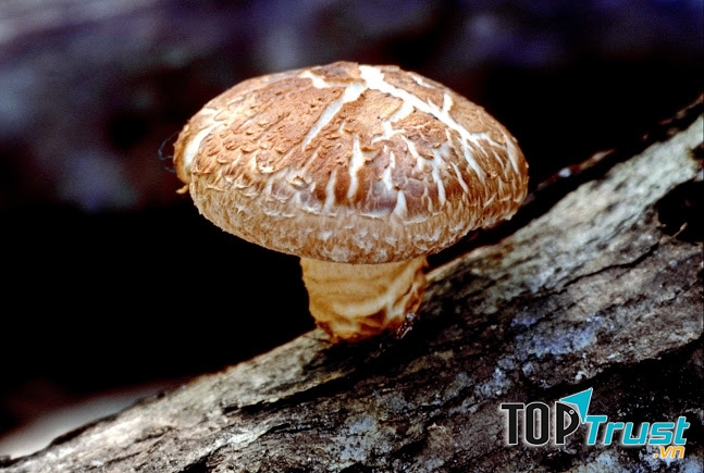 Nấm đông cô có tác dụng làm hạ cholesterol và đặc biệt tốt cho người bị huyết áp cao