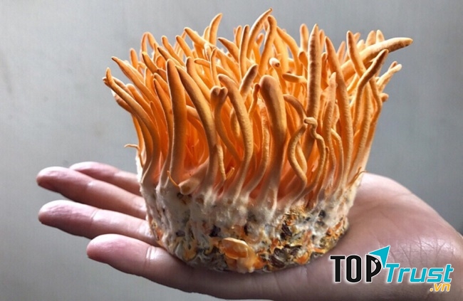 Ảnh minh họa - nguồn internet