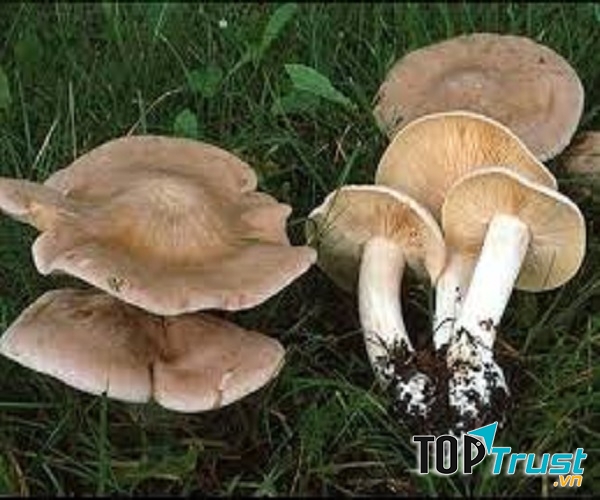 Ăn nấm Entoloma sinuatum sẽ dẫn đến tình trạng hôn mê sâu, thậm chí tử vong