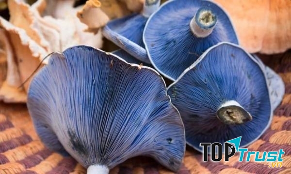 Nấm Lactarius indigo