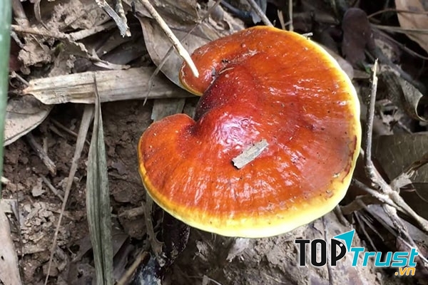 Ảnh minh họa - nguồn internet