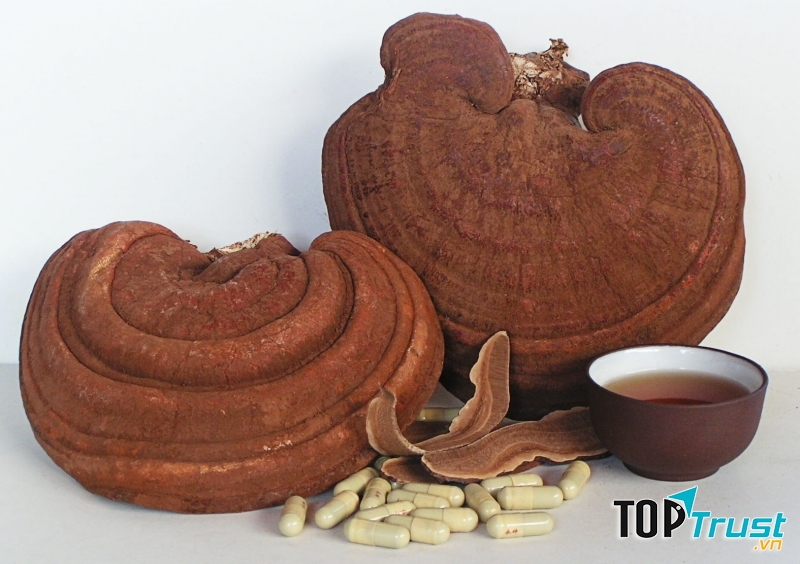 Nấm linh chi - một loại dược liệu quý hiếm từ bao đời