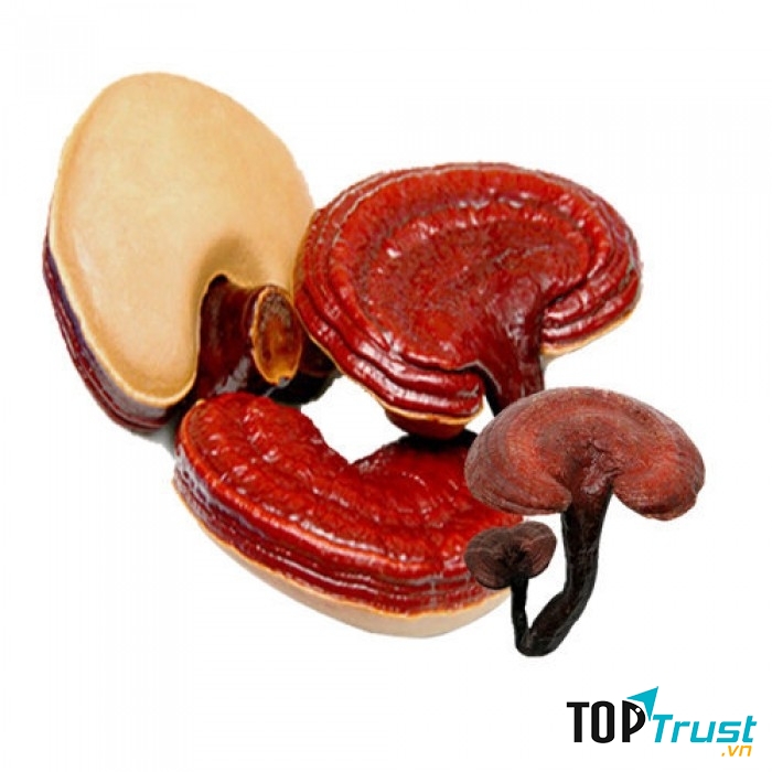 Nấm linh chi có tác dụng cải thiện vẻ đẹp cho làn da trắng mịn từ bên trong