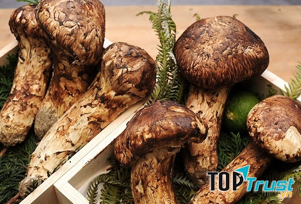 Nấm Matsutake
