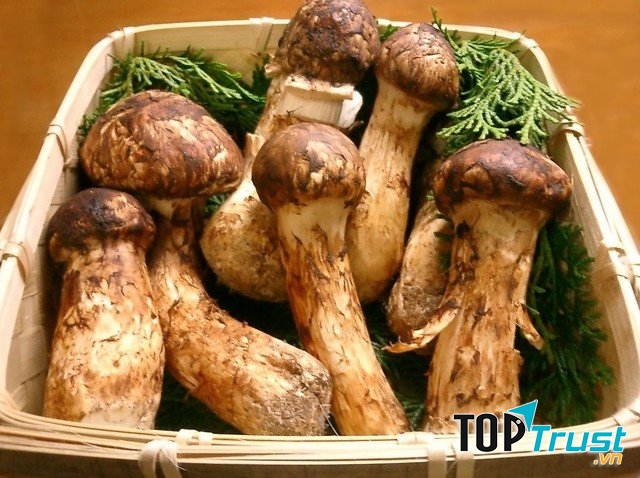 Nấm Matsutake