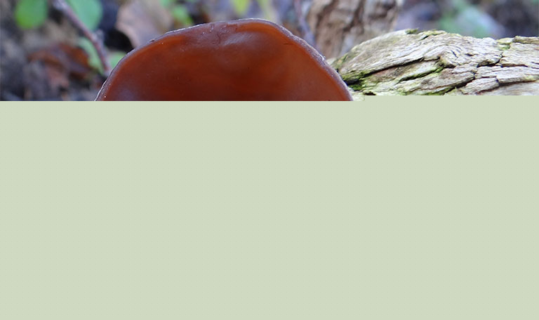 Mộc nhĩ đen tốt cho sức khỏe.